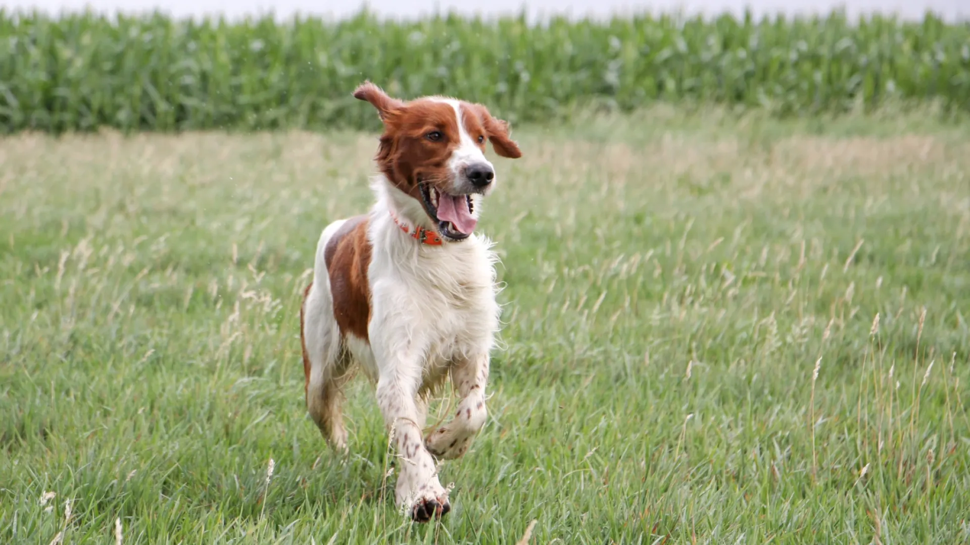 Irish Red and White Setter